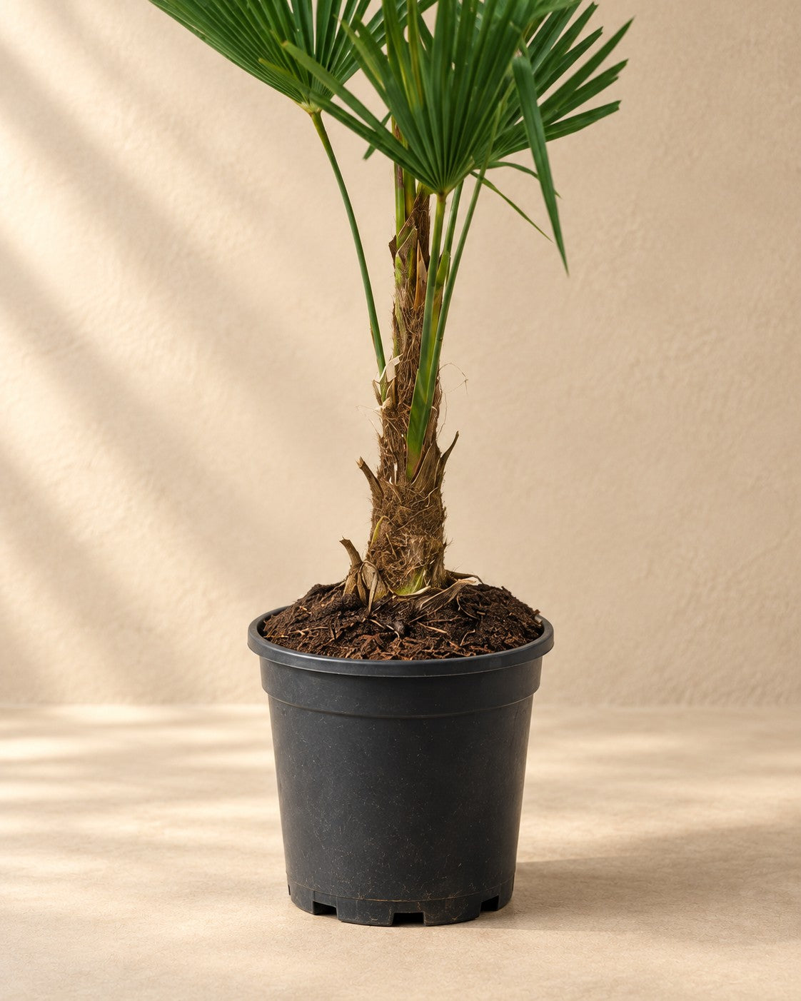 Onderste deel van de Waaierpalm (Trachycarpus fortunei) met de kweekpot