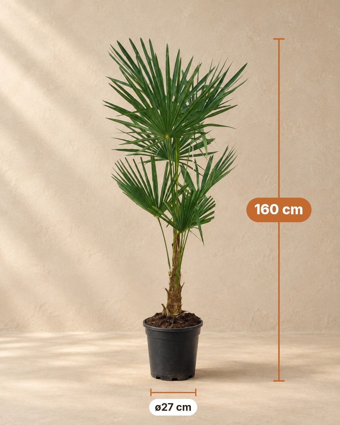 Afmetingen Waaierpalm: 160 cm hoog, pot ø27 cm