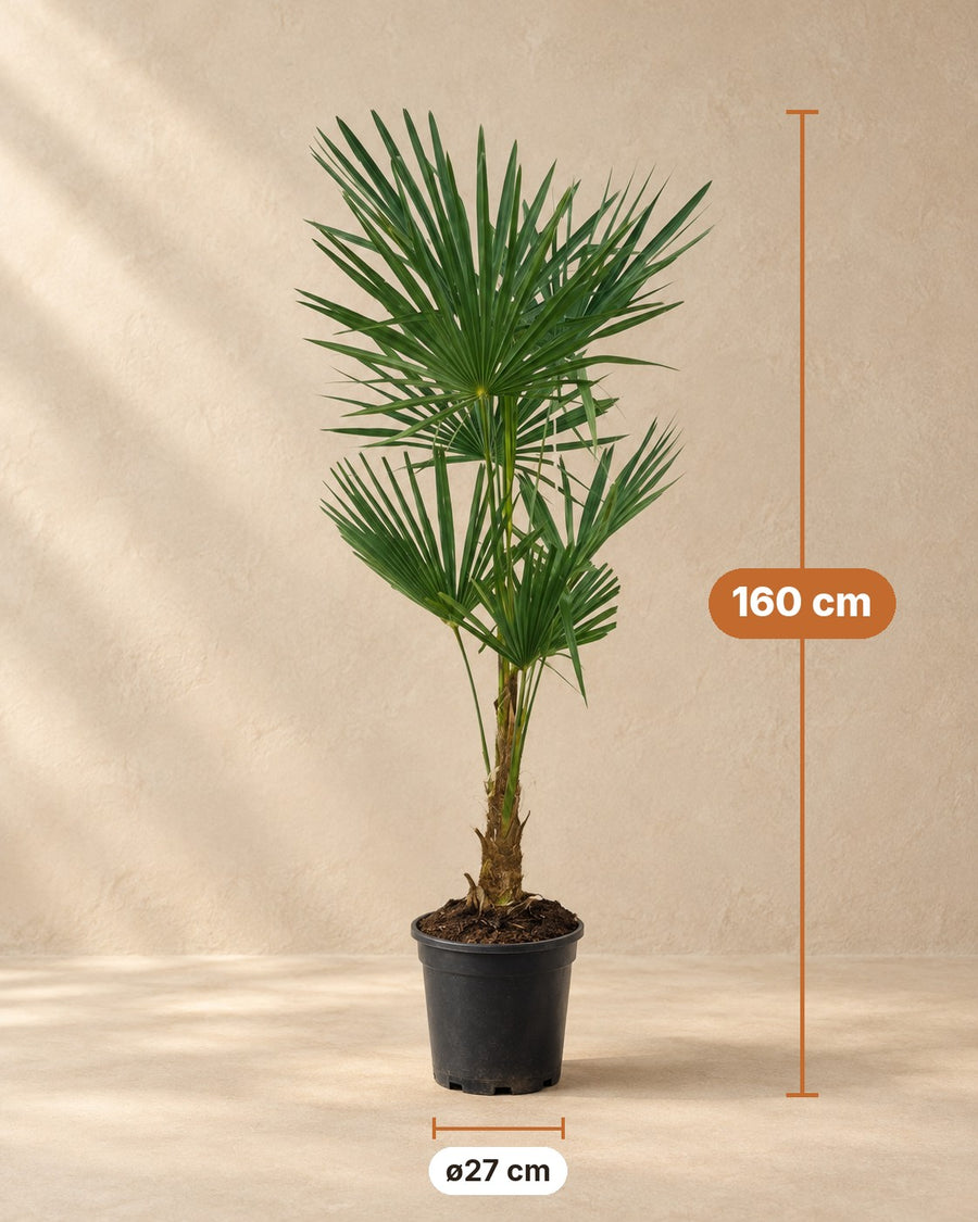 Waaierpalm (Trachycarpus fortunei) 160 cm hoog, pot ø27 cm