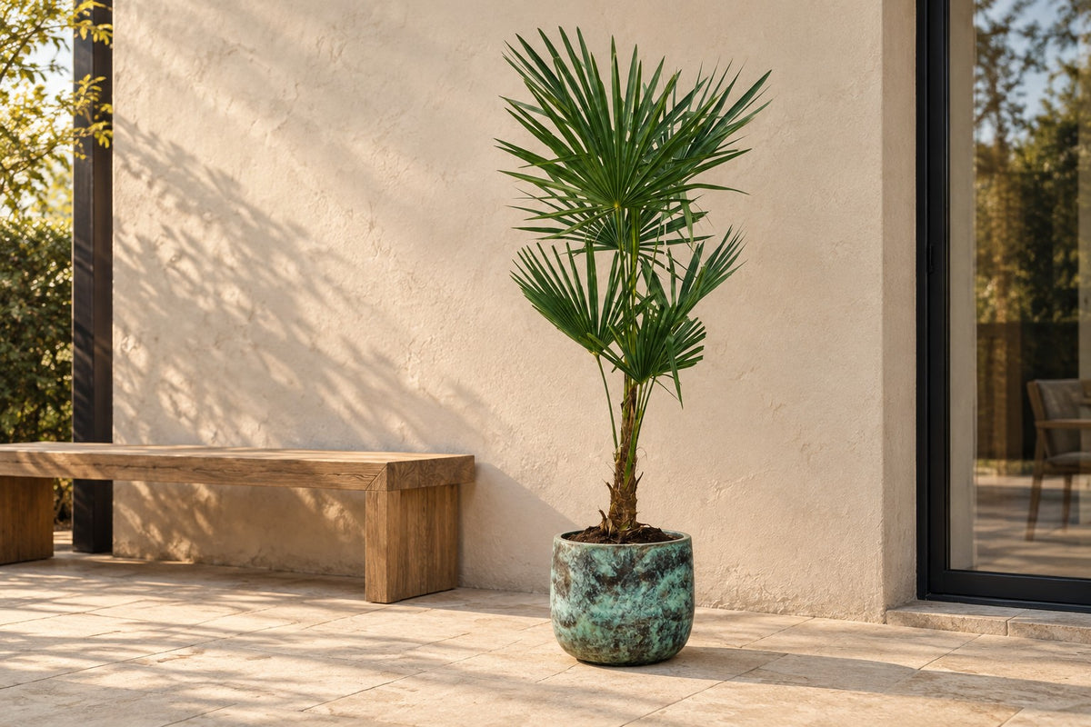 Waaierpalm van 160 cm in sierpot Elisa Mystic Green op een terras