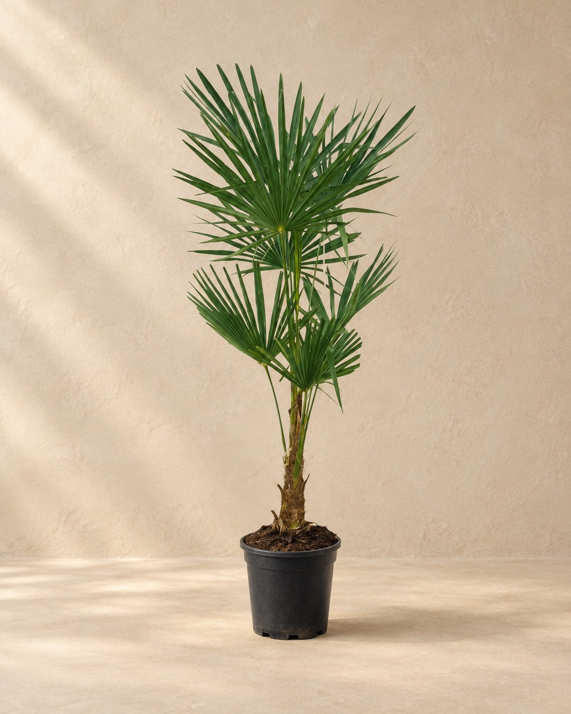 Waaierpalm (Trachycarpus fortunei) van 160 cm hoog in kweekpot van 27 cm