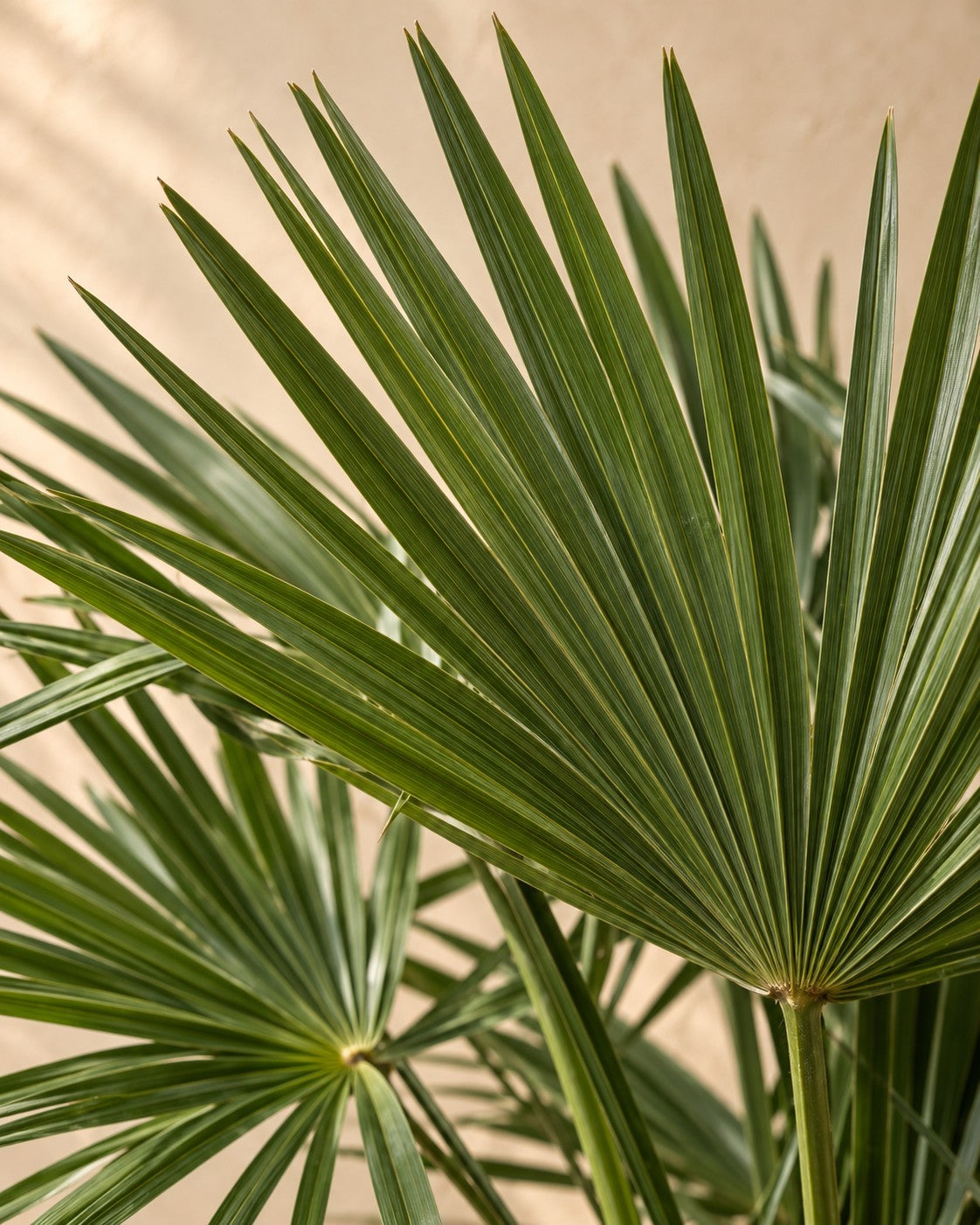 Close-up van het blad van de Waaierpalm (Trachycarpus fortunei)