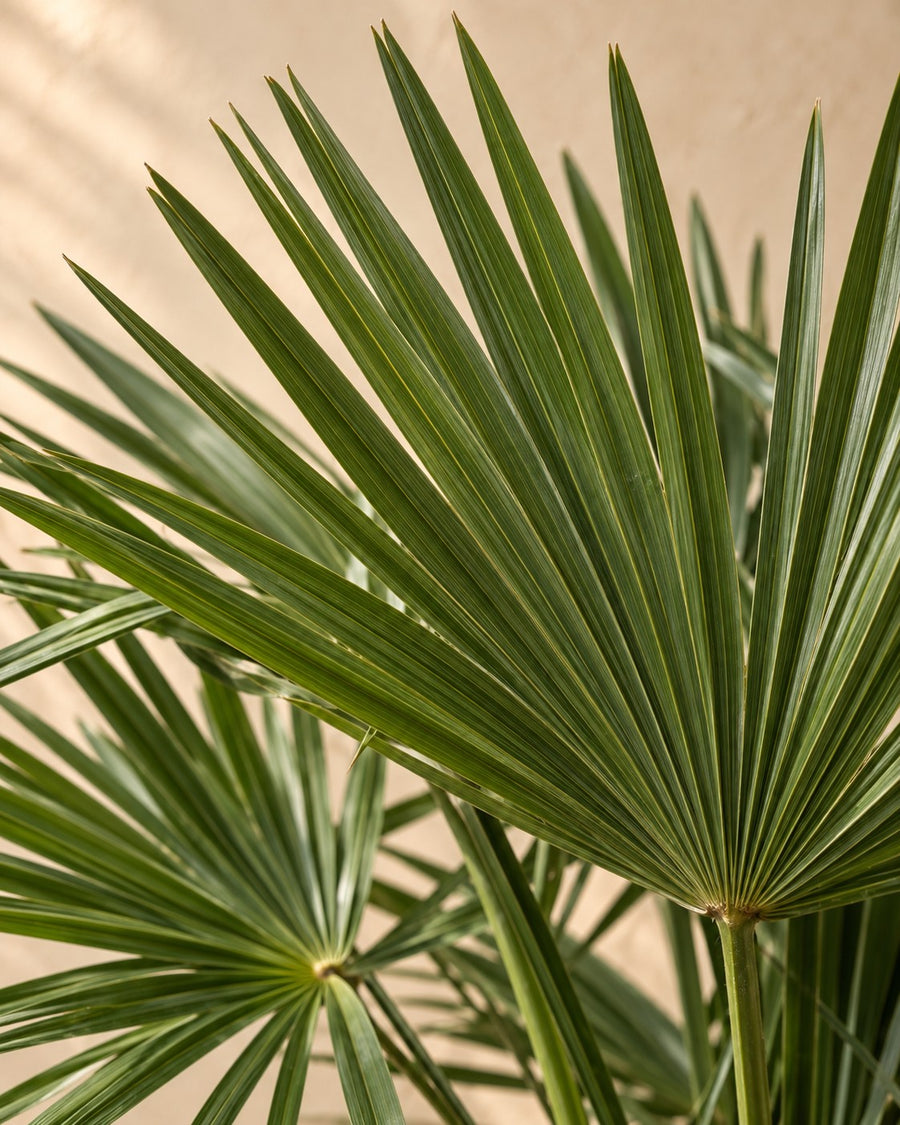 Hanfpalme (Trachycarpus fortunei) 240 cm hoch, Topf ø45 cm