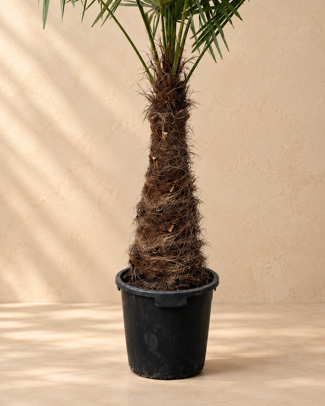 Unterer Teil der Hanfpalme (Trachycarpus fortunei) mit dem Anzuchttopf