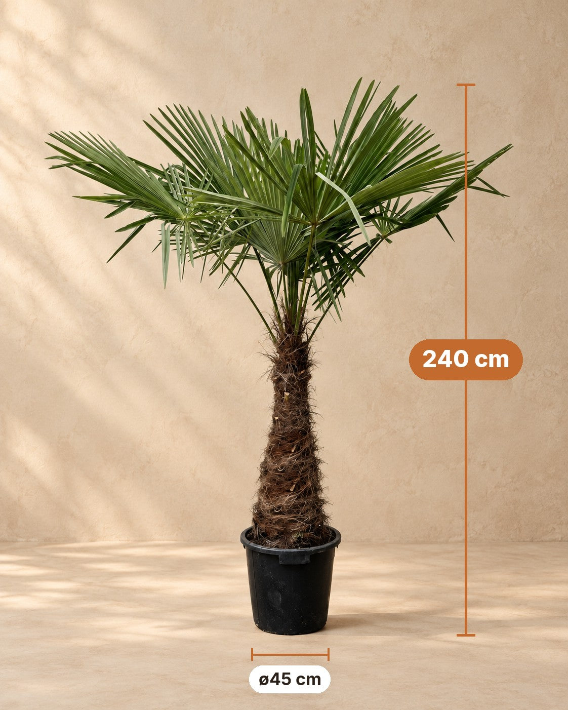 Maße Hanfpalme: 240 cm hoch, Topf ø45 cm