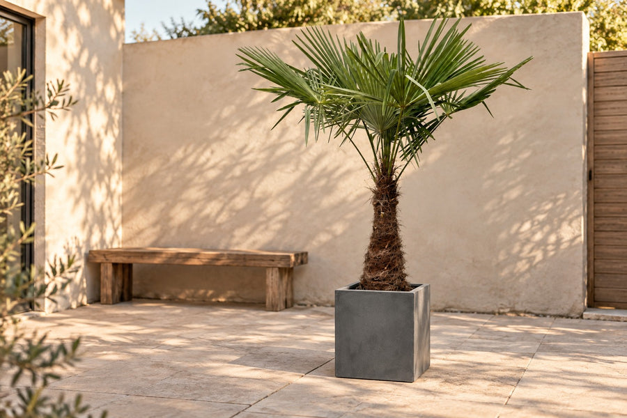 Hanfpalme (Trachycarpus fortunei) 240 cm hoch, Topf ø45 cm