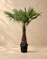 Hanfpalme (Trachycarpus fortunei), 240 cm hoch im Anzuchttopf von 45 cm