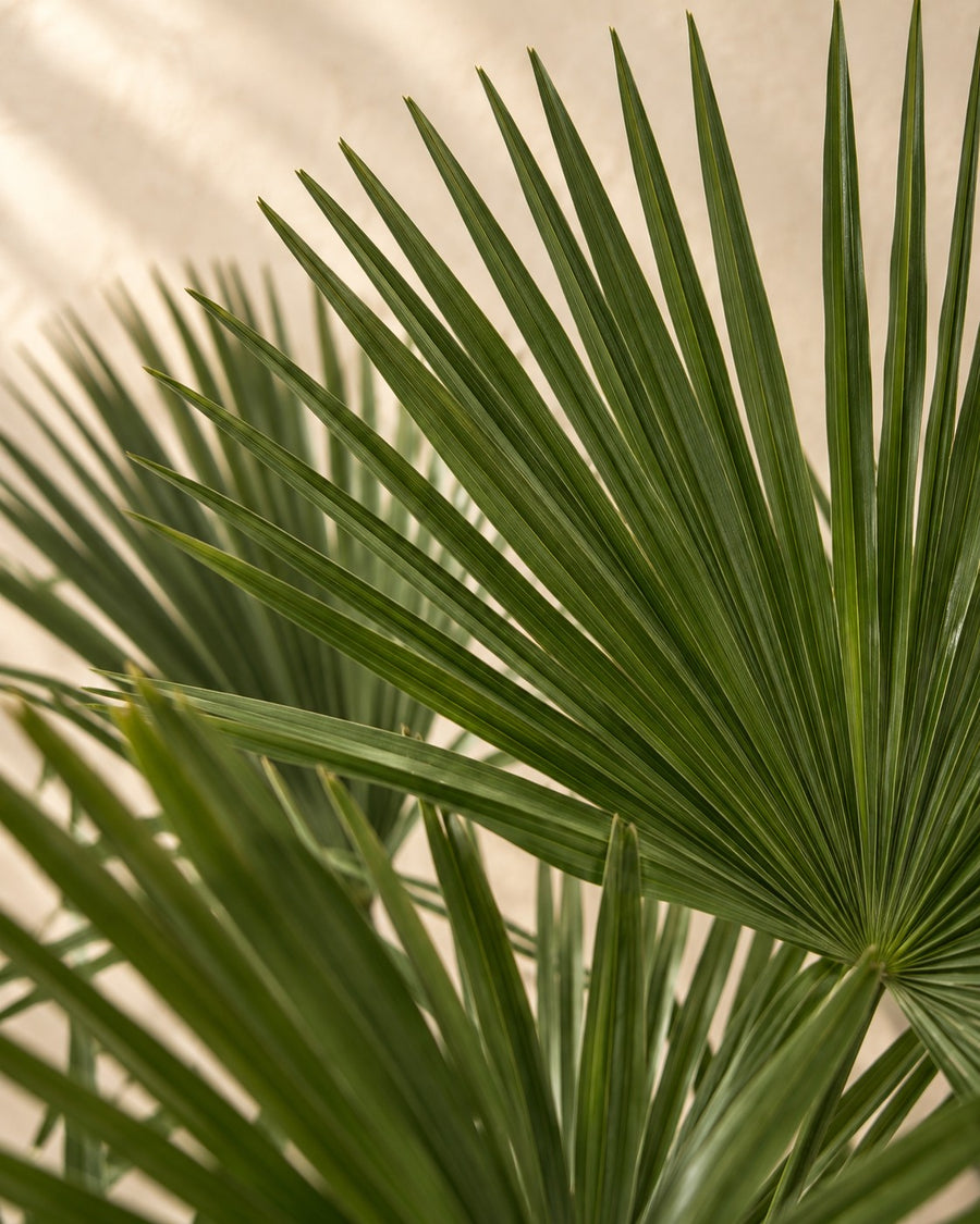 Palmier éventail (Trachycarpus fortunei) 240-270 cm de haut, pot ø40-55 cm