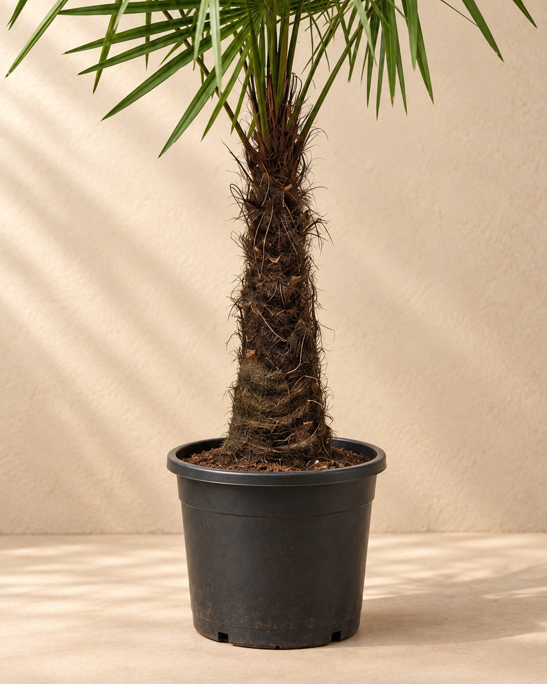 Partie basse de Palmier éventail (Trachycarpus fortunei) avec son pot de culture