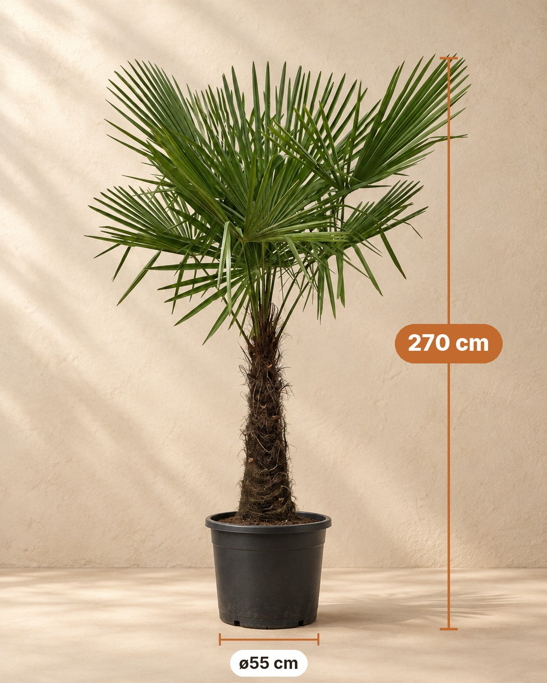 Dimensions Palmier éventail : 270 cm de haut, pot ø55 cm