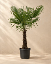 Palmier éventail (Trachycarpus fortunei), 270 cm de haut en pot de culture de 55 cm