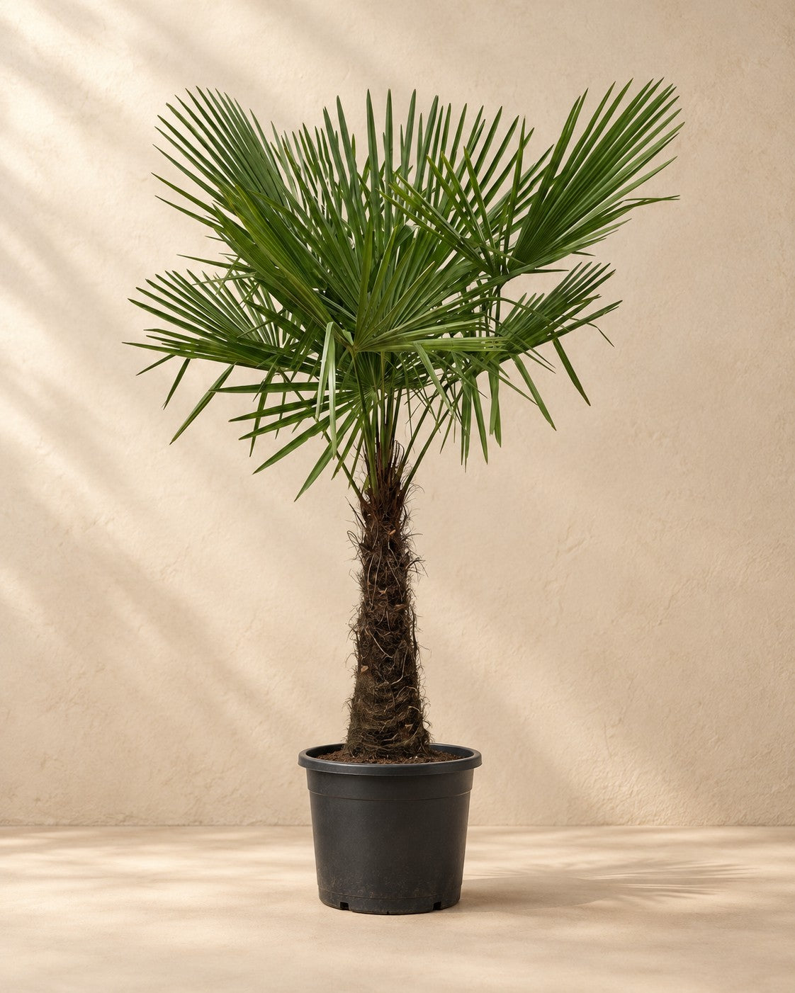Palmier éventail (Trachycarpus fortunei), 270 cm de haut en pot de culture de 55 cm