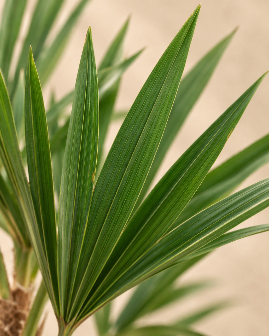 Primer plano de las hojas de Palmera de abanico (Trachycarpus fortunei)
