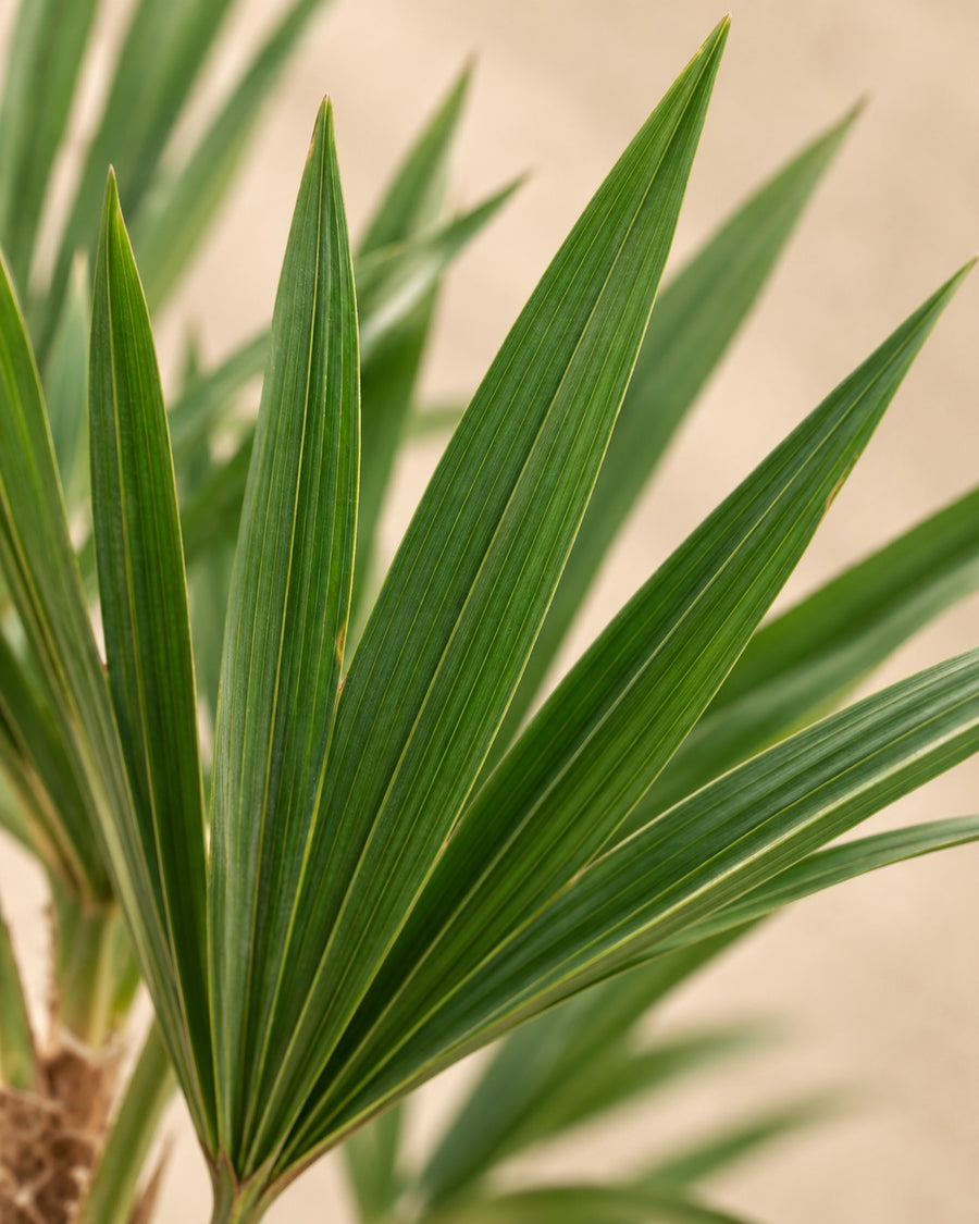 Palmera de abanico (Trachycarpus fortunei) 85 cm de altura, maceta ø21 cm