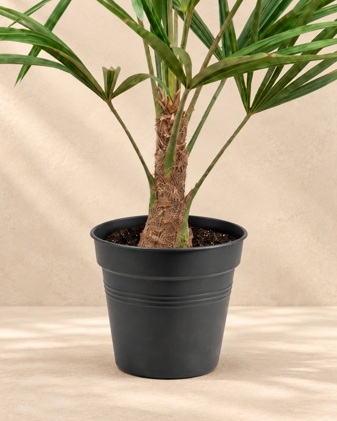 Parte inferior de Palmera de abanico (Trachycarpus fortunei) con su maceta de cultivo