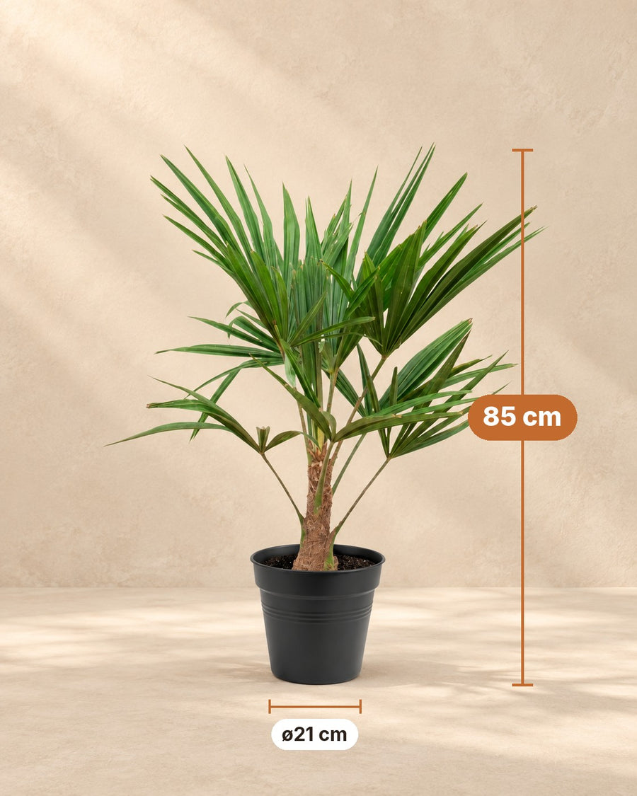 Palmera de abanico (Trachycarpus fortunei) 85 cm de altura, maceta ø21 cm