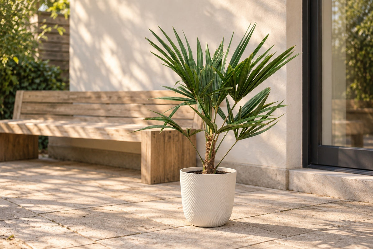 Palmera de abanico, 85 cm, en macetero Elho Jazz Round wit en una terraza