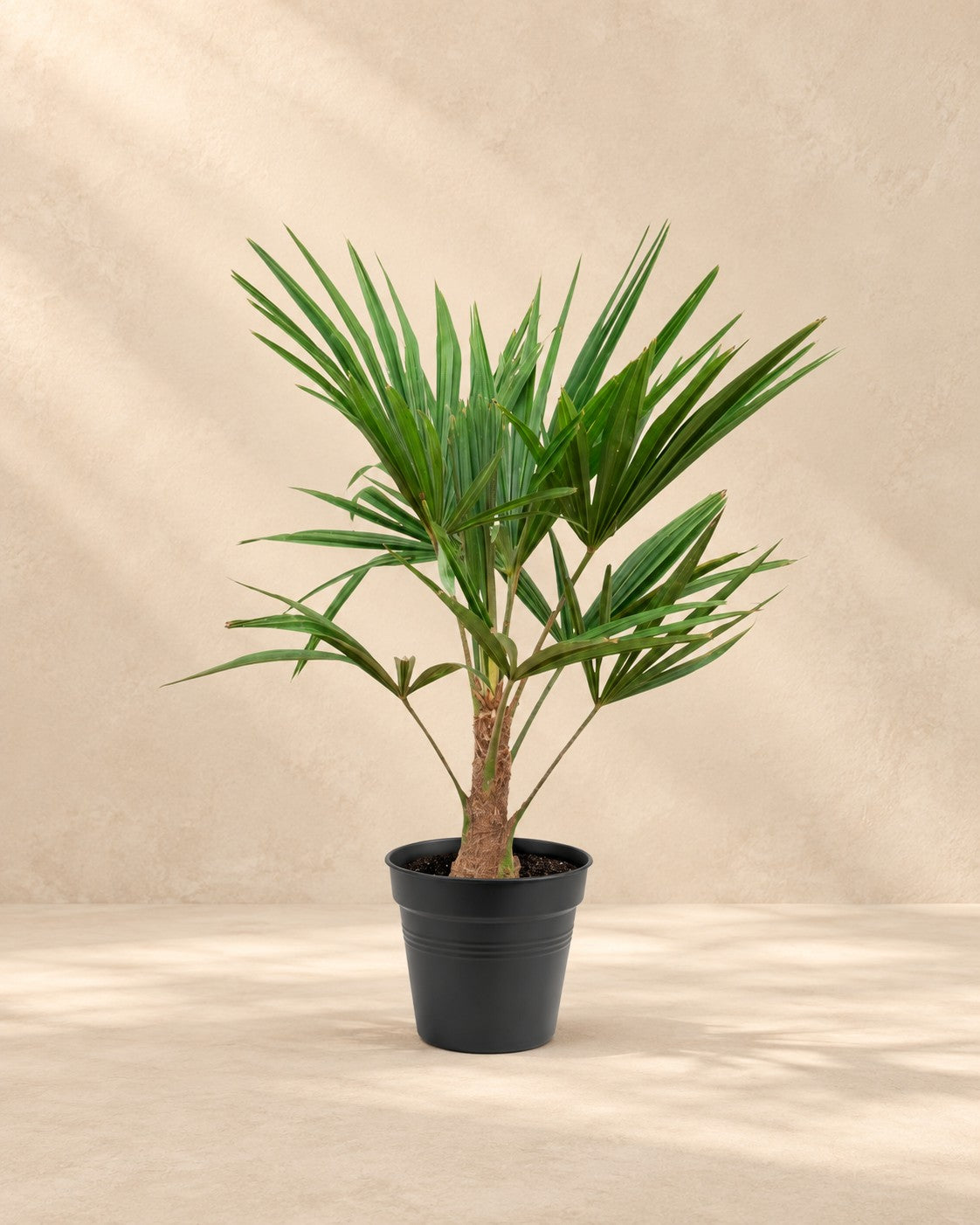Palmera de abanico (Trachycarpus fortunei), 85 cm de altura en maceta de cultivo de 21 cm
