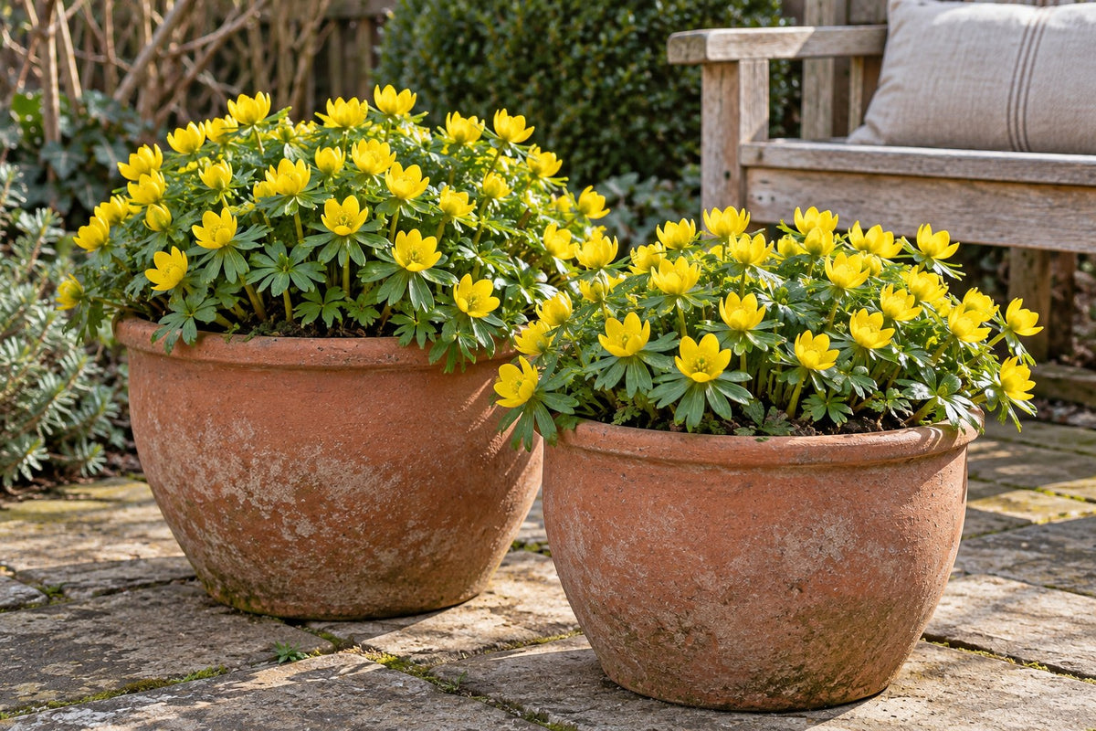 Erantisknolde Cilicica i blomst i potter på en terrasse