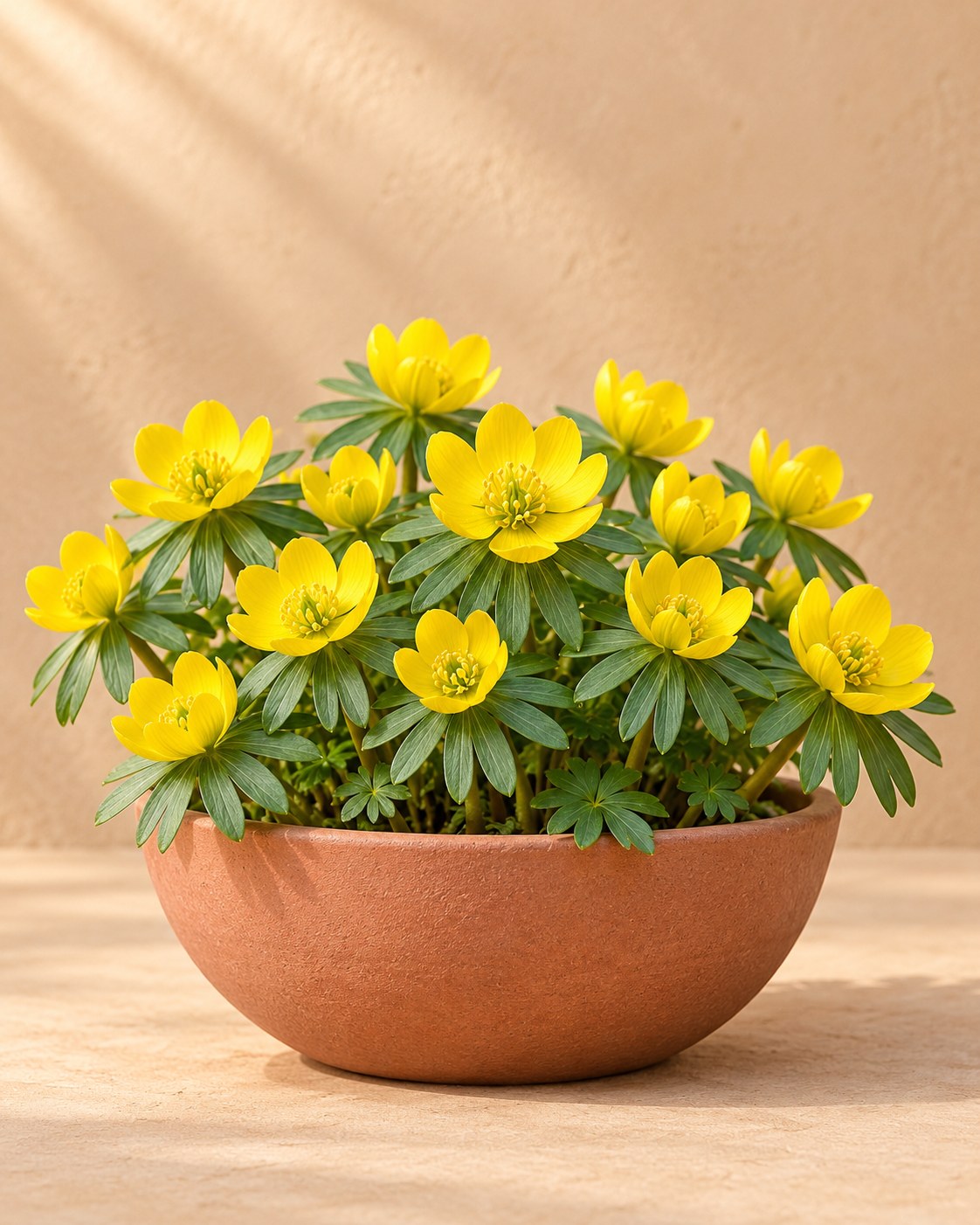 Erantisknolde Cilicica i blomst i en vase