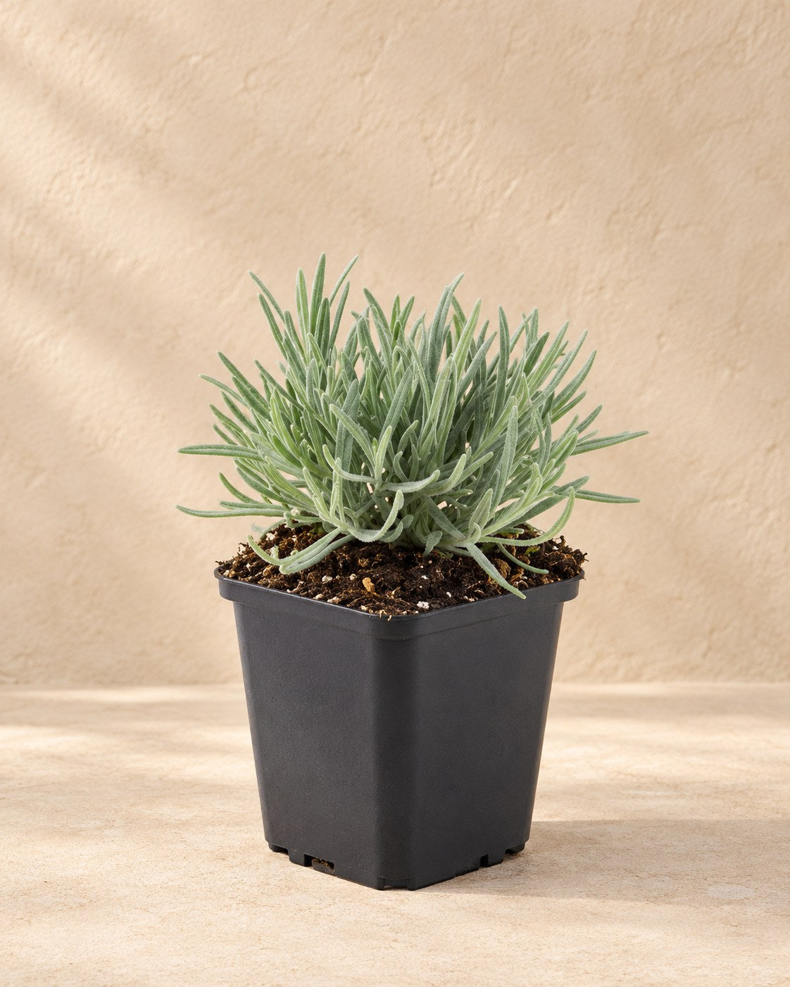 Witte lavendel 'Edelweiss' in kweekpot
