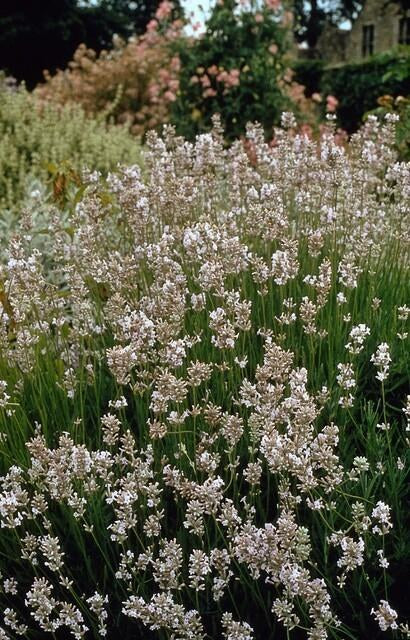 Witte lavendel 'Edelweiss' in de tuin
