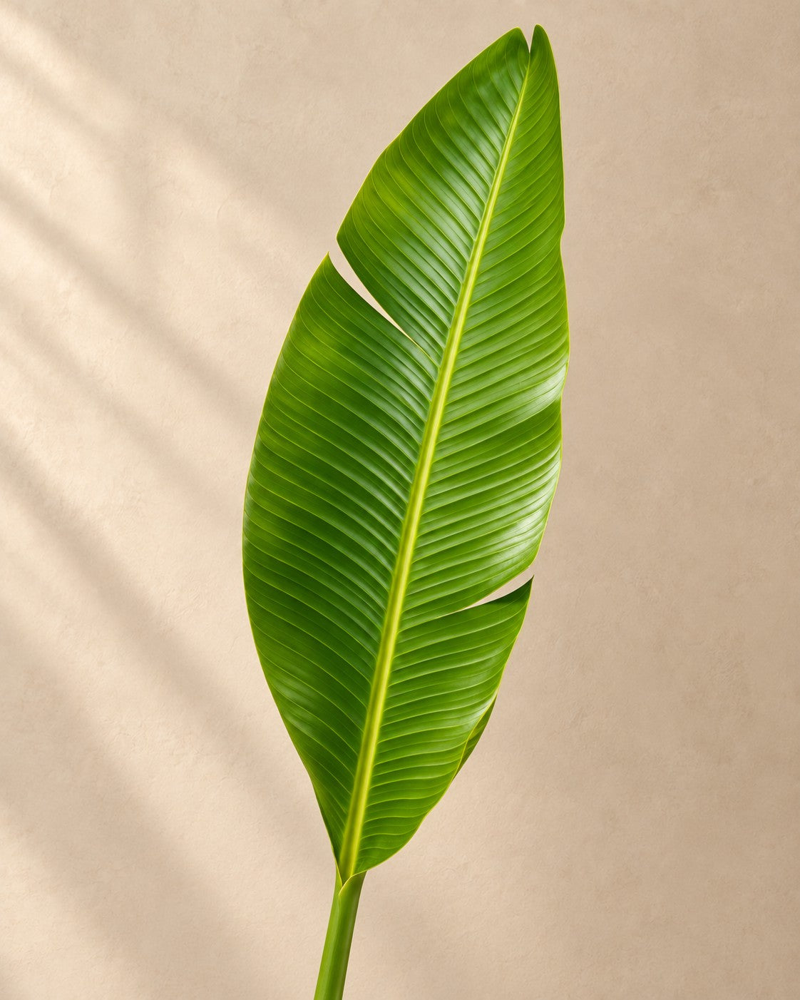 Nærbillede af bladene på Hvid paradisfugl multi stamme (Strelitzia alba)
