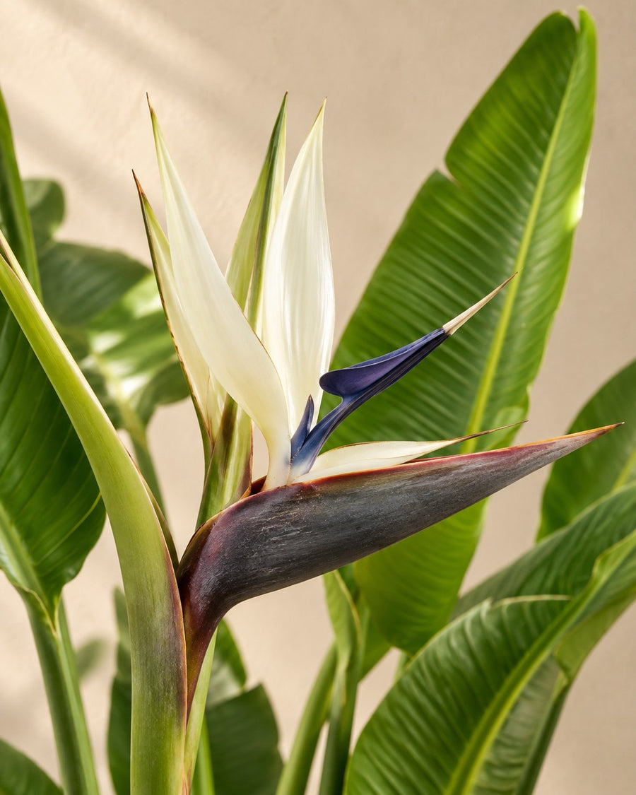 Hvid paradisfugl multi stamme (Strelitzia augusta) 225 cm høj, potte ø32 cm
