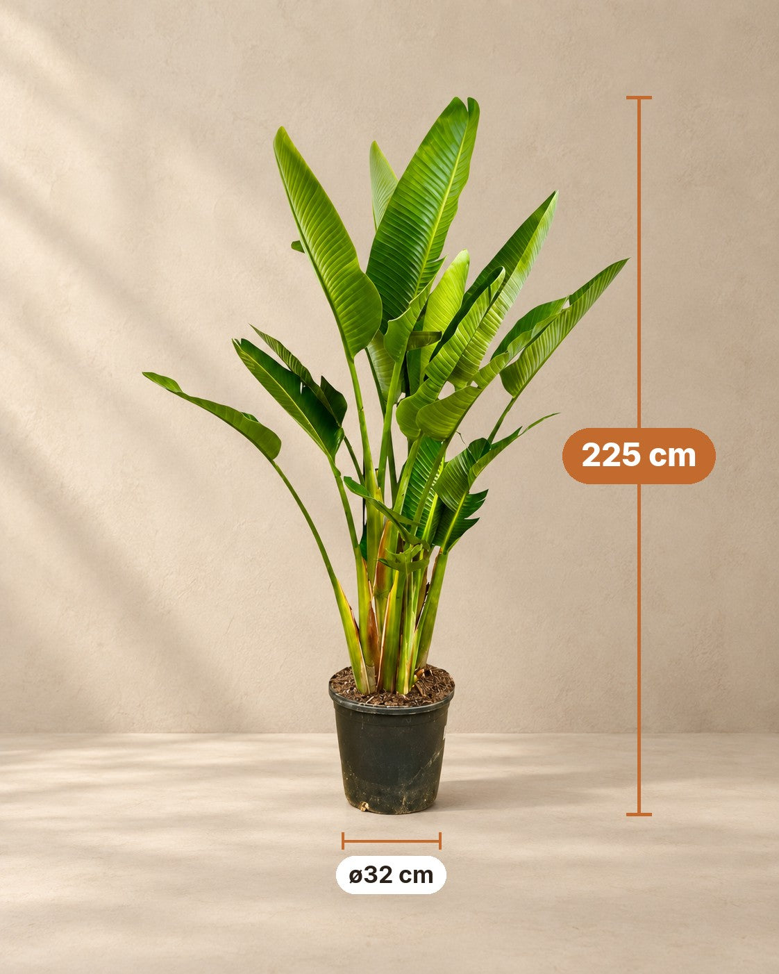 Mål Hvid paradisfugl multi stamme: 225 cm høj, potte ø32 cm