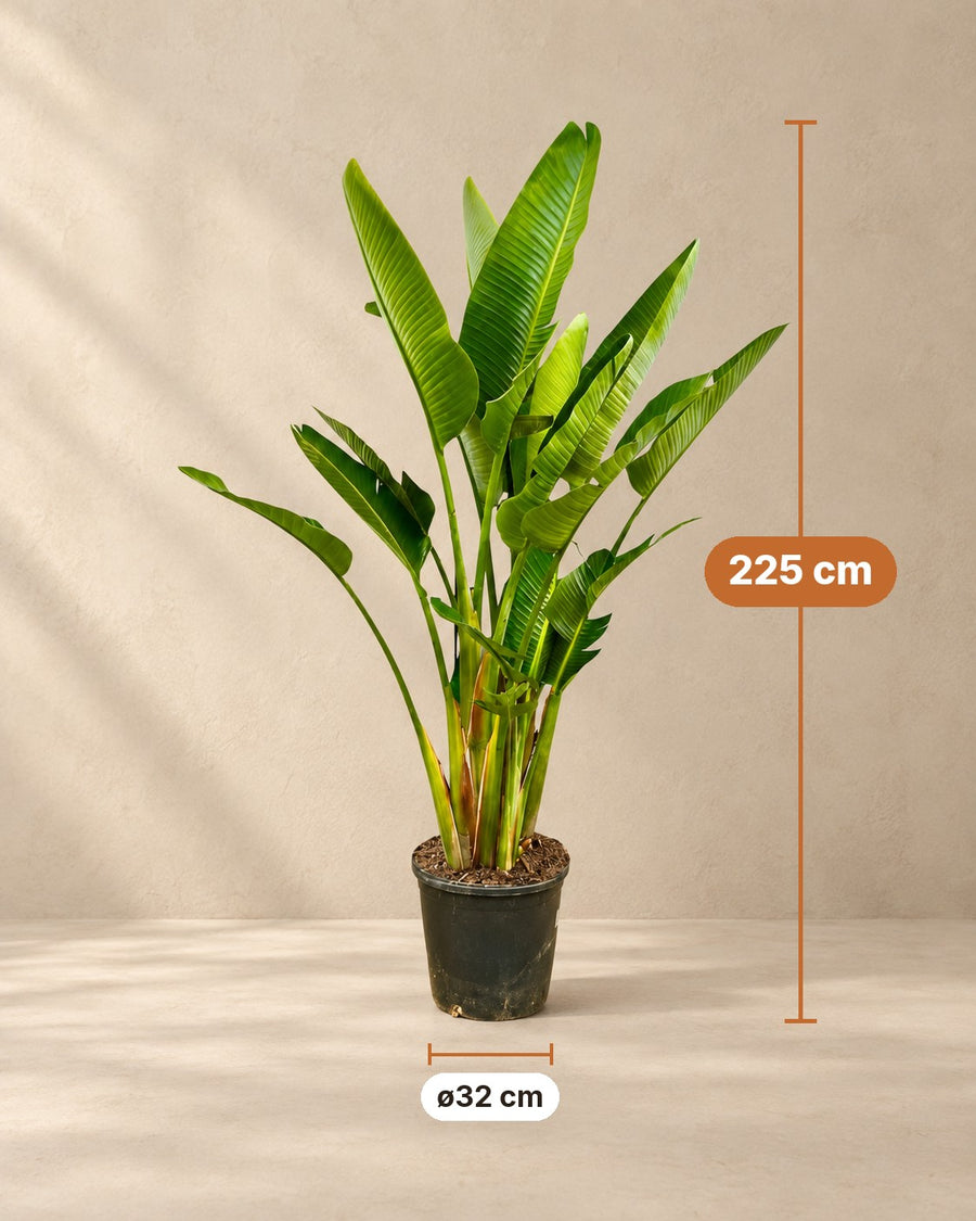 Hvid paradisfugl multi stamme (Strelitzia augusta) 225 cm høj, potte ø32 cm
