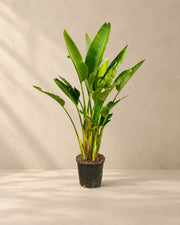 Hvid paradisfugl multi stamme (Strelitzia alba), 225 cm høj i en 32 cm dyrkningspotte