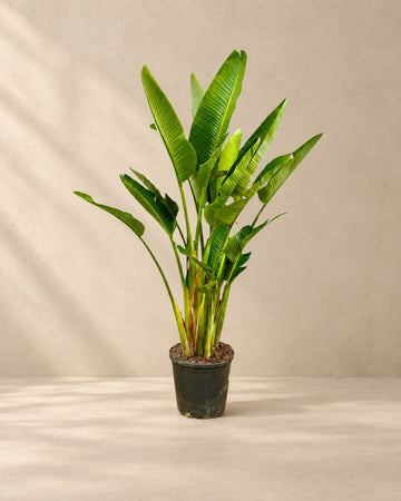 Strelitzia Augusta