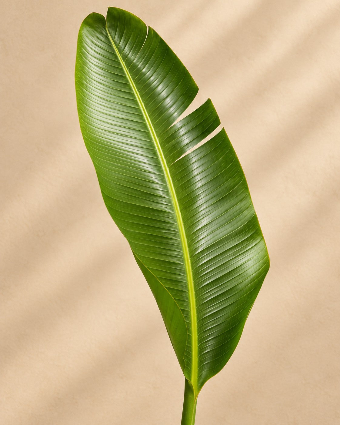 Close-up van het blad van de Witte paradijsvogel multi stam (Strelitzia alba)