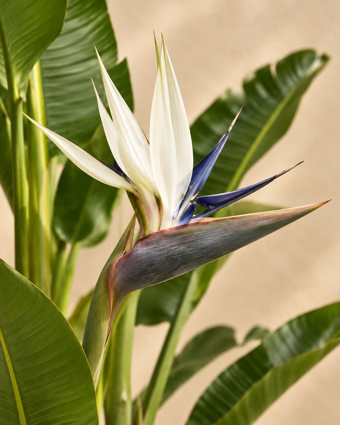 Bloem van de Witte paradijsvogel multi stam (Strelitzia alba)