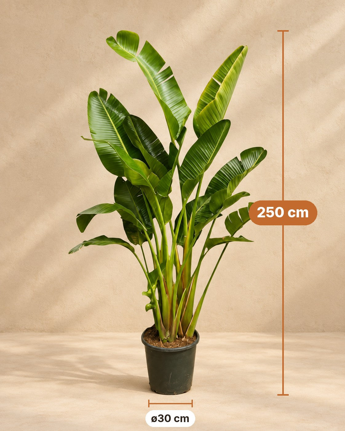 Afmetingen Witte paradijsvogel multi stam: 250 cm hoog, pot ø30 cm