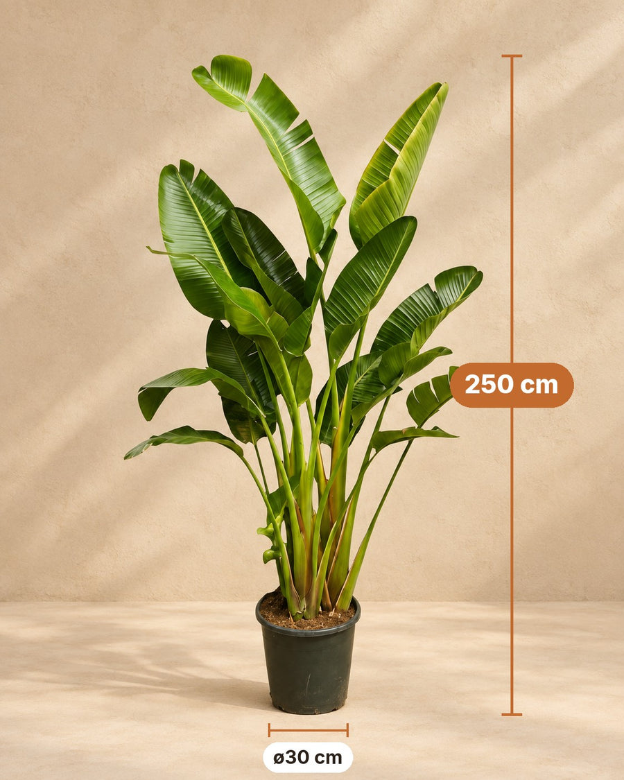 Witte paradijsvogel multi stam (Strelitzia augusta) 250 cm hoog, pot ø30 cm