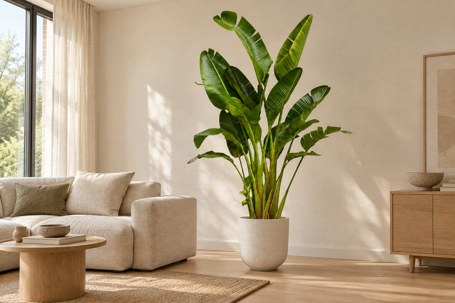 Witte paradijsvogel multi stam (Strelitzia augusta) 250 cm hoog, pot ø30 cm