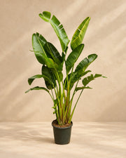 Witte paradijsvogel multi stam (Strelitzia alba) van 250 cm hoog in kweekpot van 30 cm