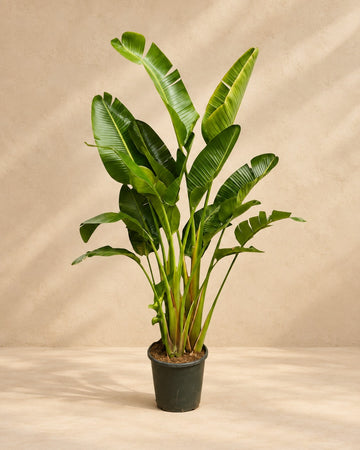 Strelitzia Augusta