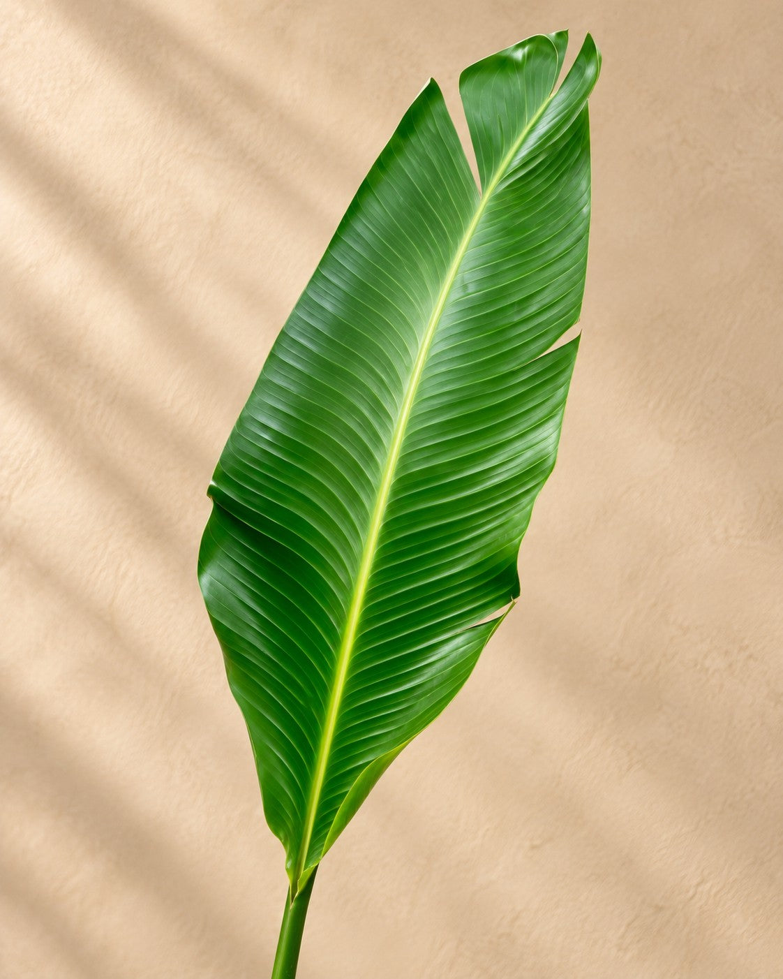 Close-up van het blad van de Witte paradijsvogel (Strelitzia alba)