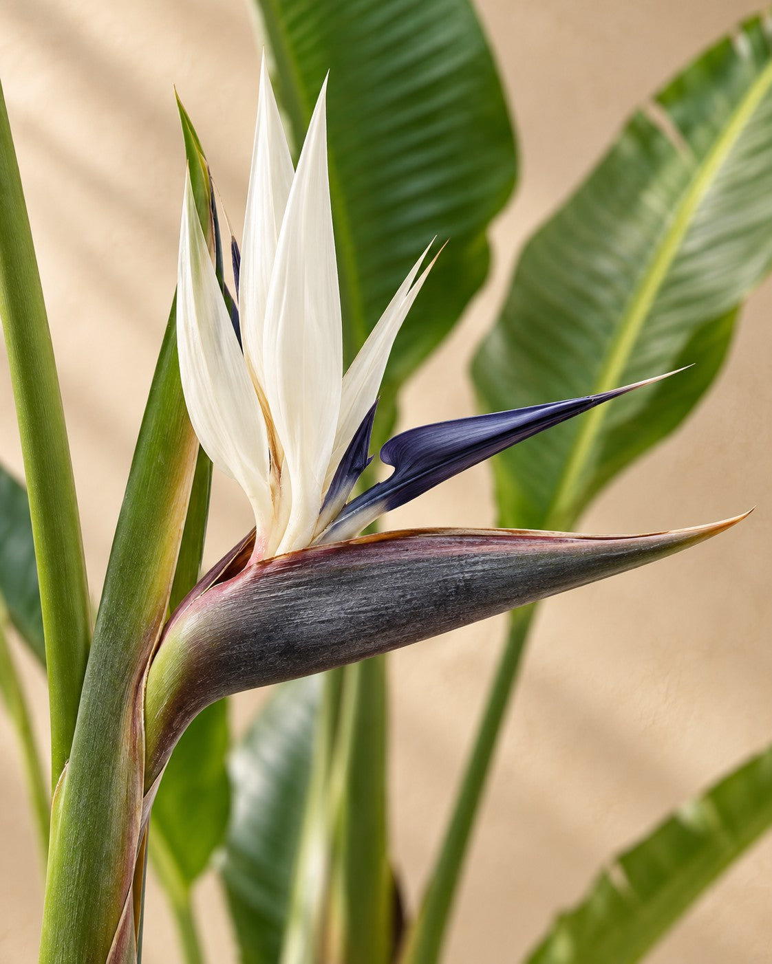 Bloem van de Witte paradijsvogel (Strelitzia alba)