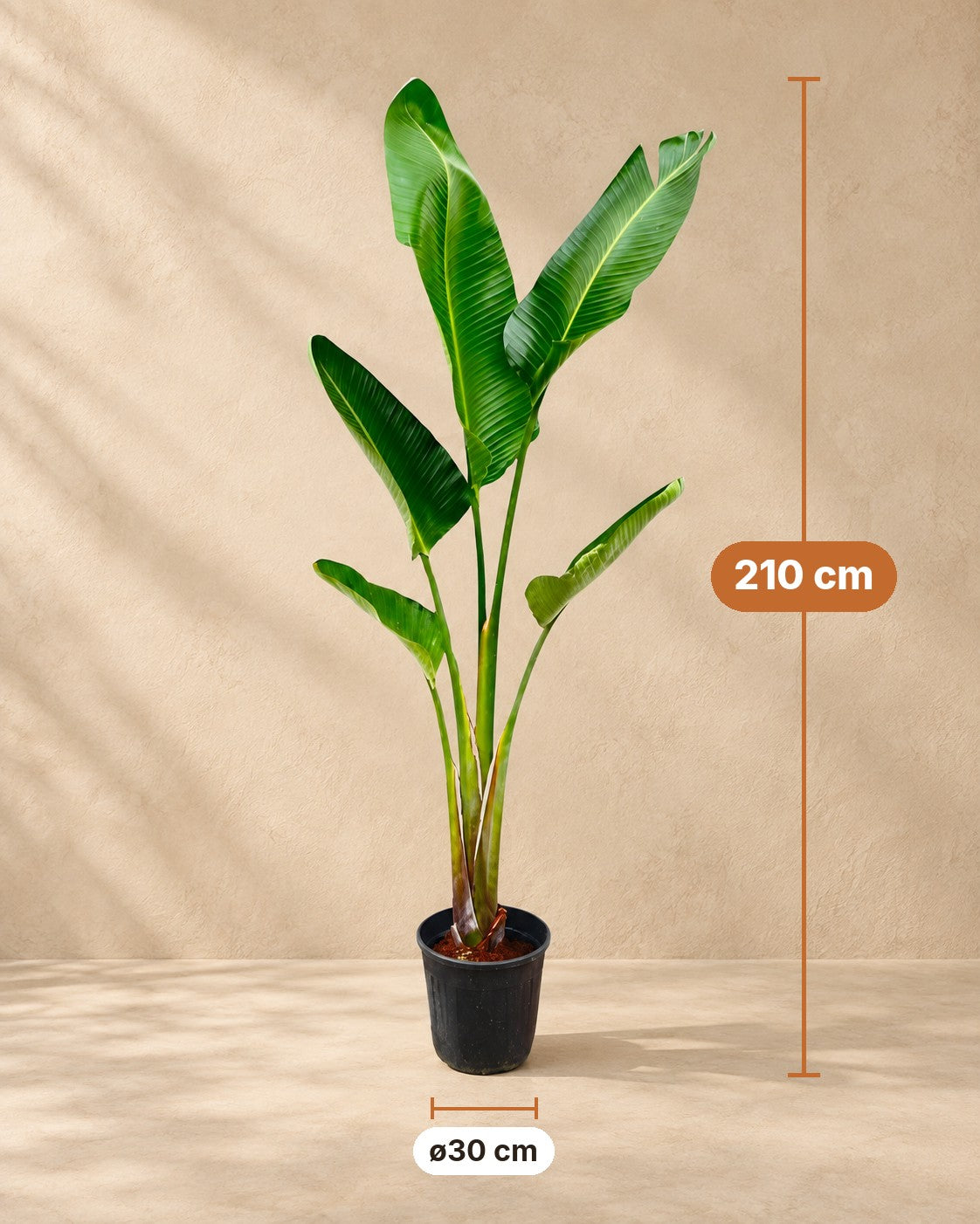 Afmetingen Witte paradijsvogel: 210 cm hoog, pot ø30 cm