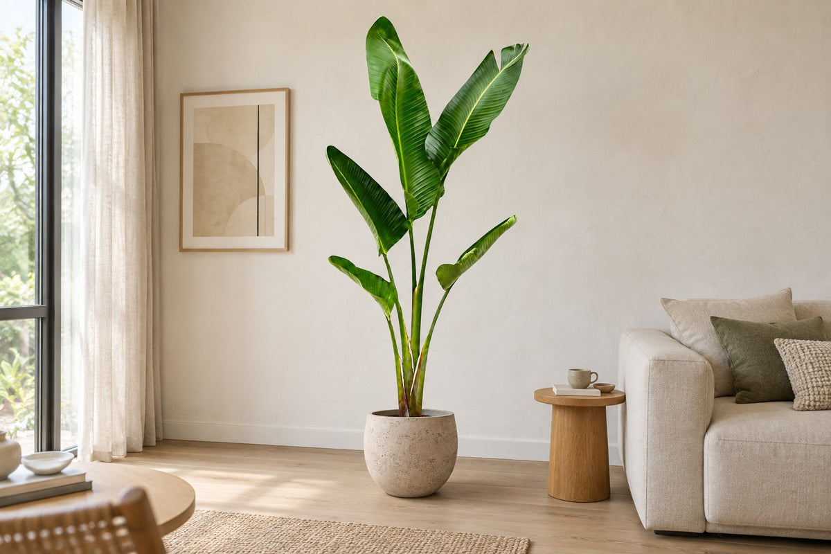 Witte paradijsvogel van 210 cm in sierpot Orb Grey Washed in een lichte woonkamer