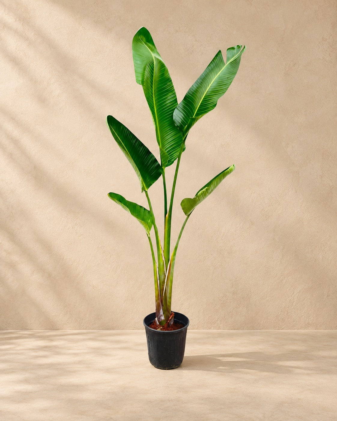 Witte paradijsvogel (Strelitzia alba) van 210 cm hoog in kweekpot van 30 cm