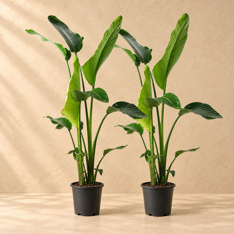 White bird of paradise (Strelitzia nicolai) 100 cm tall, pot ø17 cm, set of 2