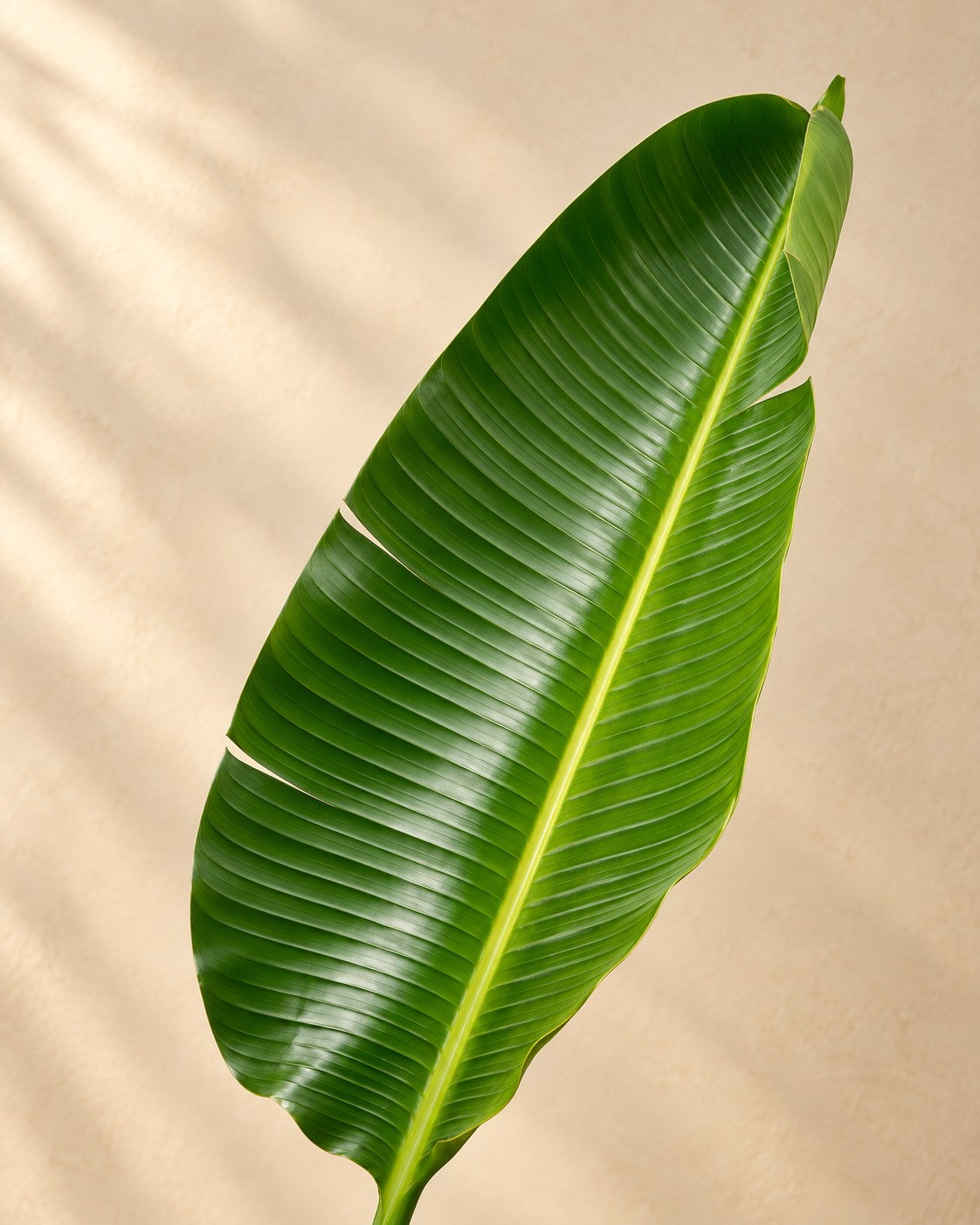 Primer plano de las hojas de Ave del paraíso blanca (Strelitzia alba)