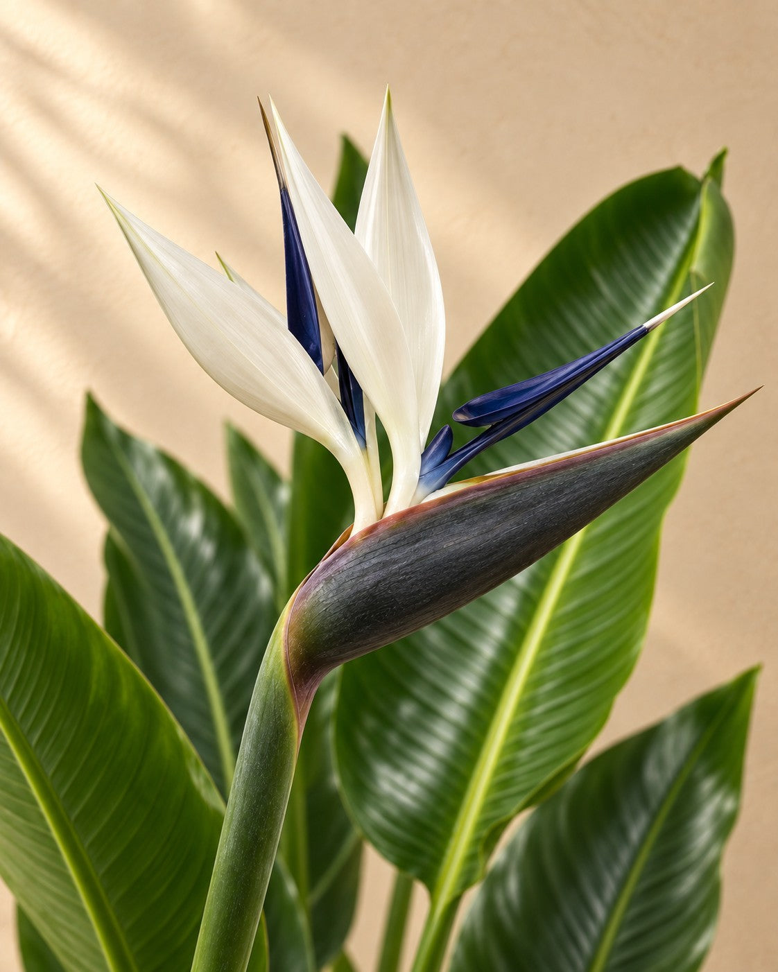 Flor de Ave del paraíso blanca (Strelitzia alba)
