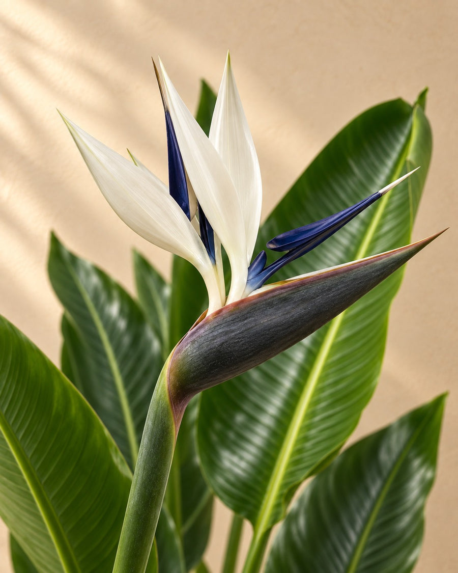 Ave del paraíso blanca (Strelitzia alba) 'Augusta' 160 cm de altura, maceta ø21 cm