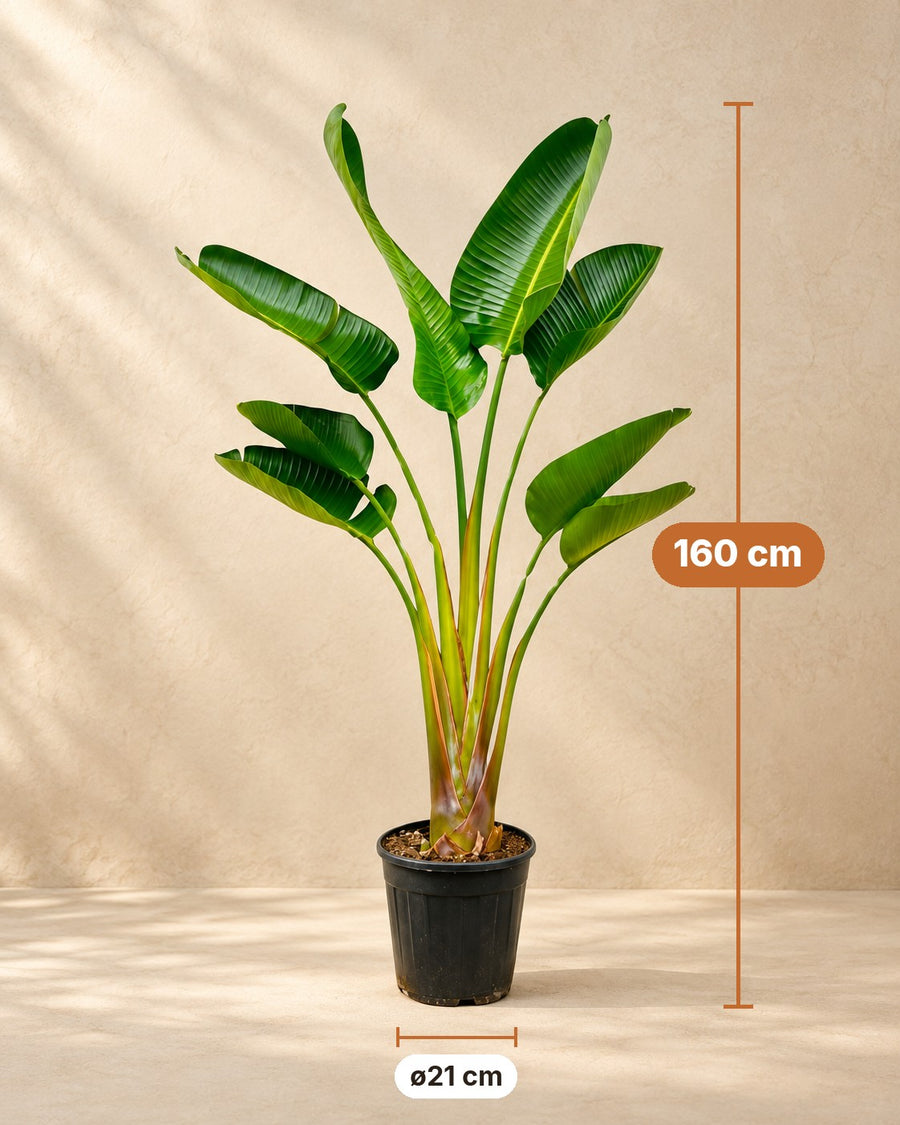 Ave del paraíso blanca (Strelitzia alba) 'Augusta' 160 cm de altura, maceta ø21 cm