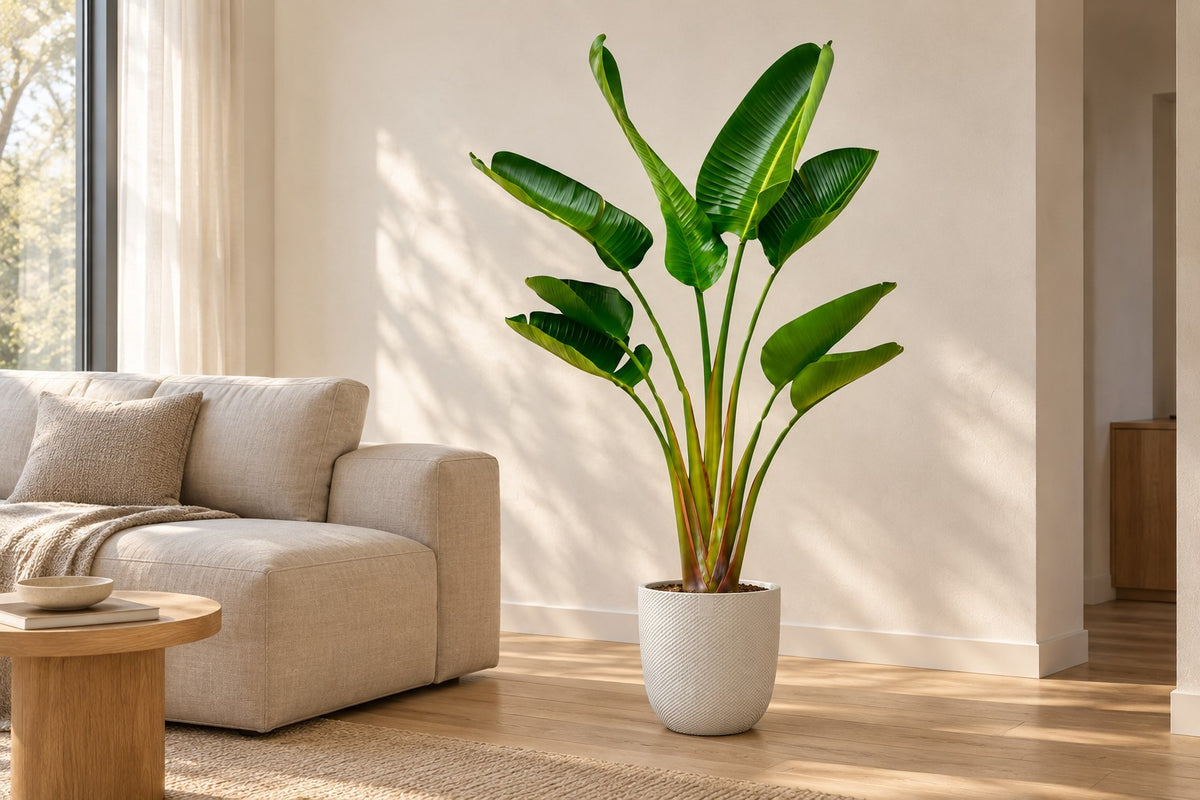 Ave del paraíso blanca, 160 cm, en macetero Elho Jazz Round wit en un salón luminoso